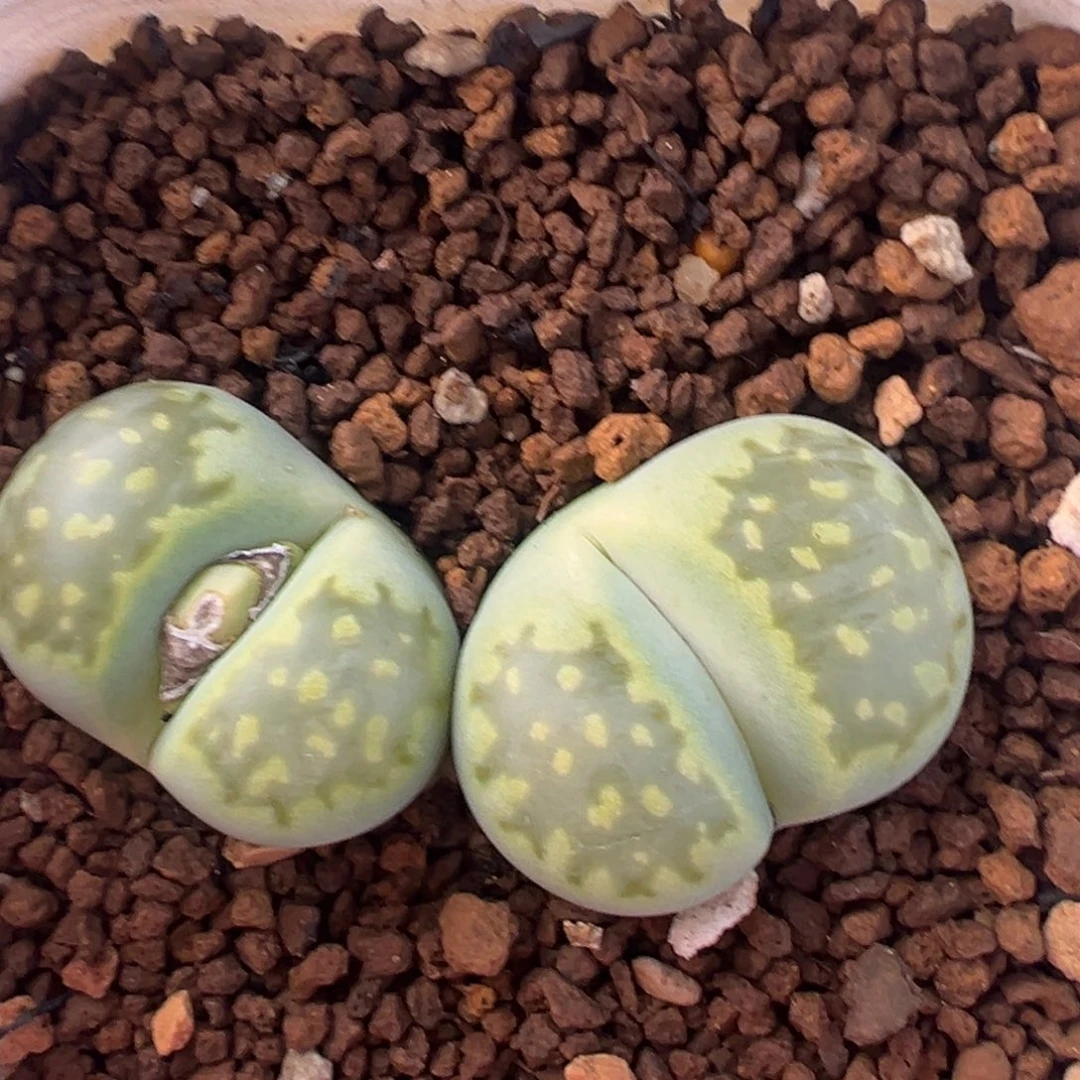 绿蜡笔母本带盆多肉