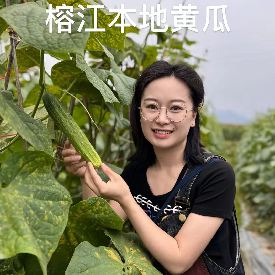 贵州村超圣地榕江本地嫩黄瓜（顺丰发货）