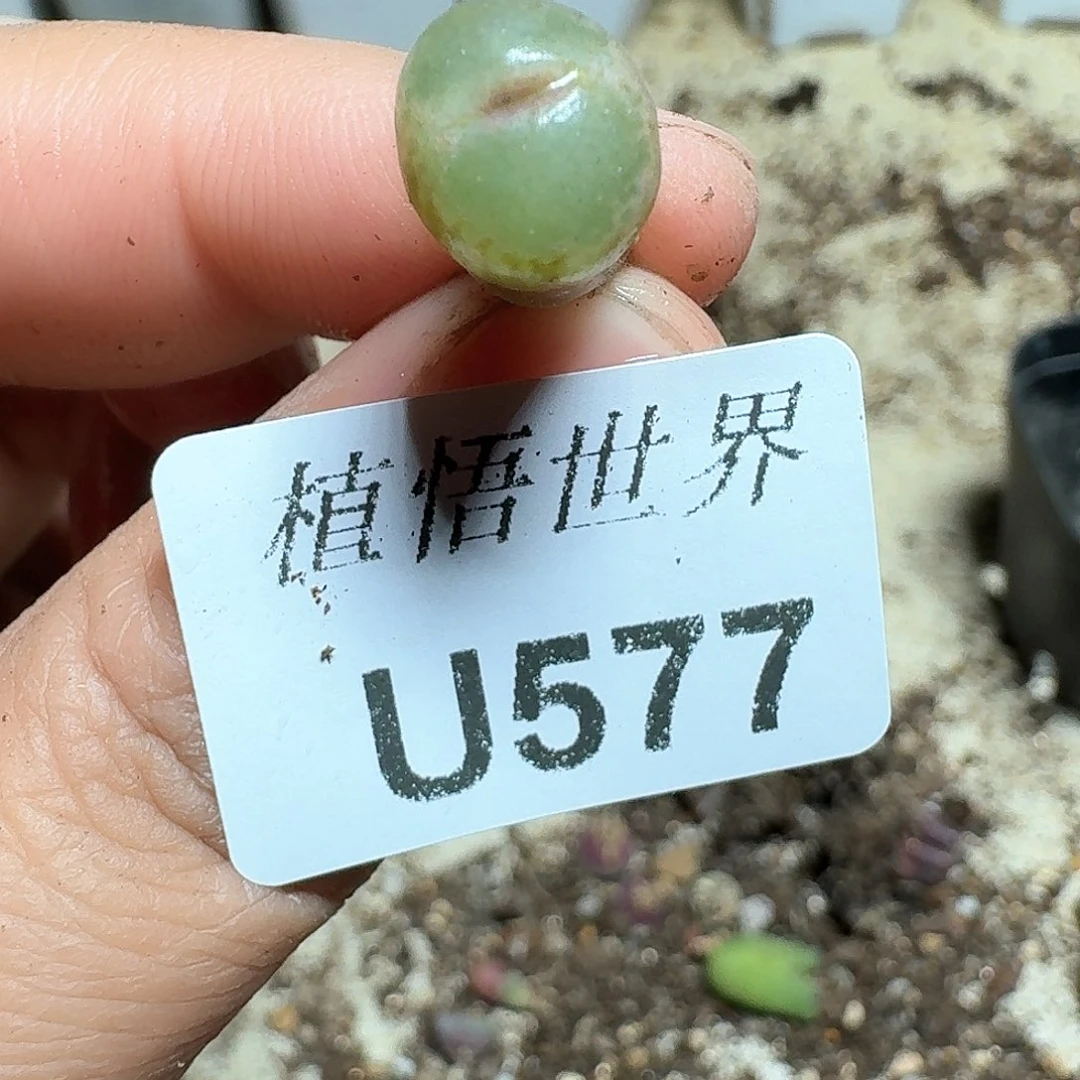 577盒多肉植物哇x f