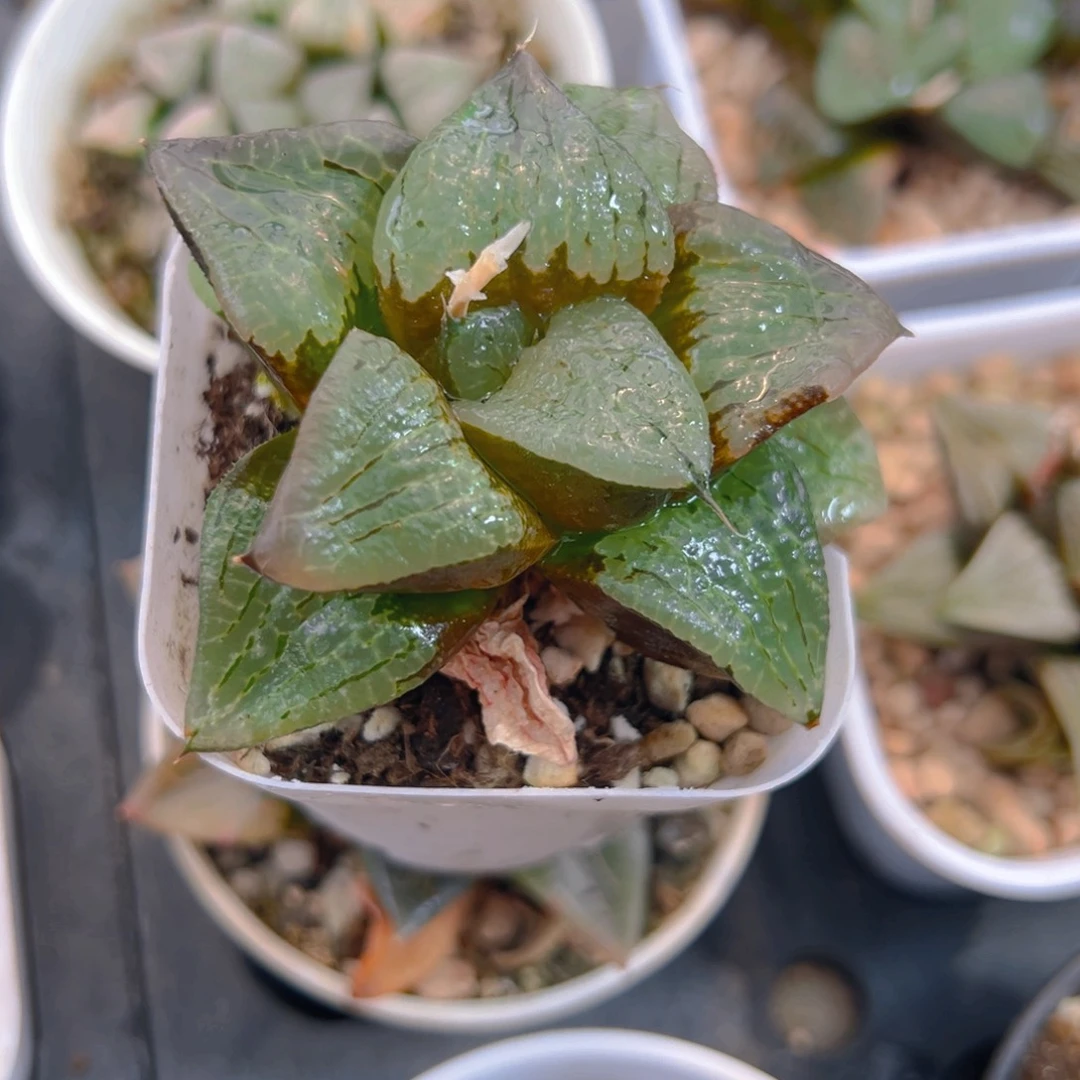 冉*小啊寒湖玉露多肉1