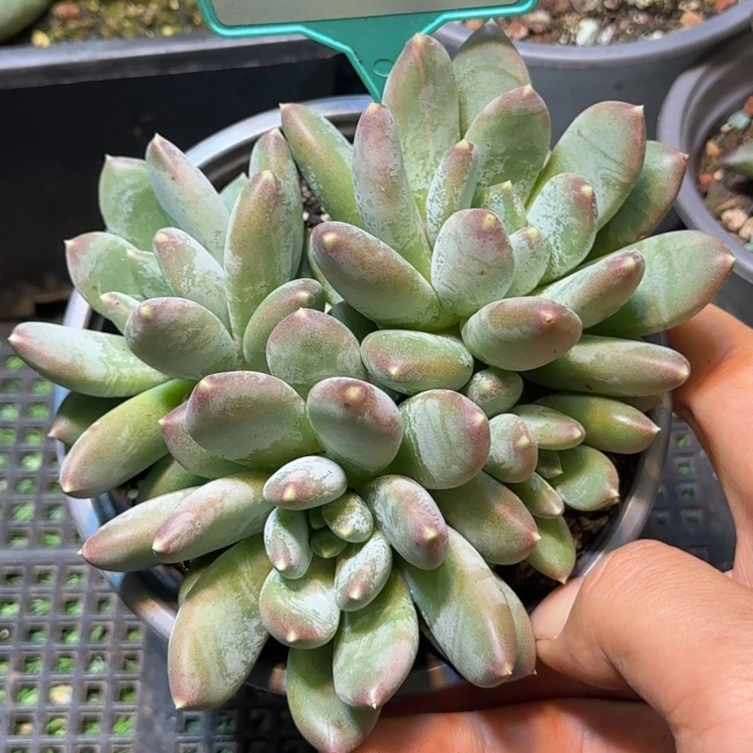 多肉植物天使之翼群342