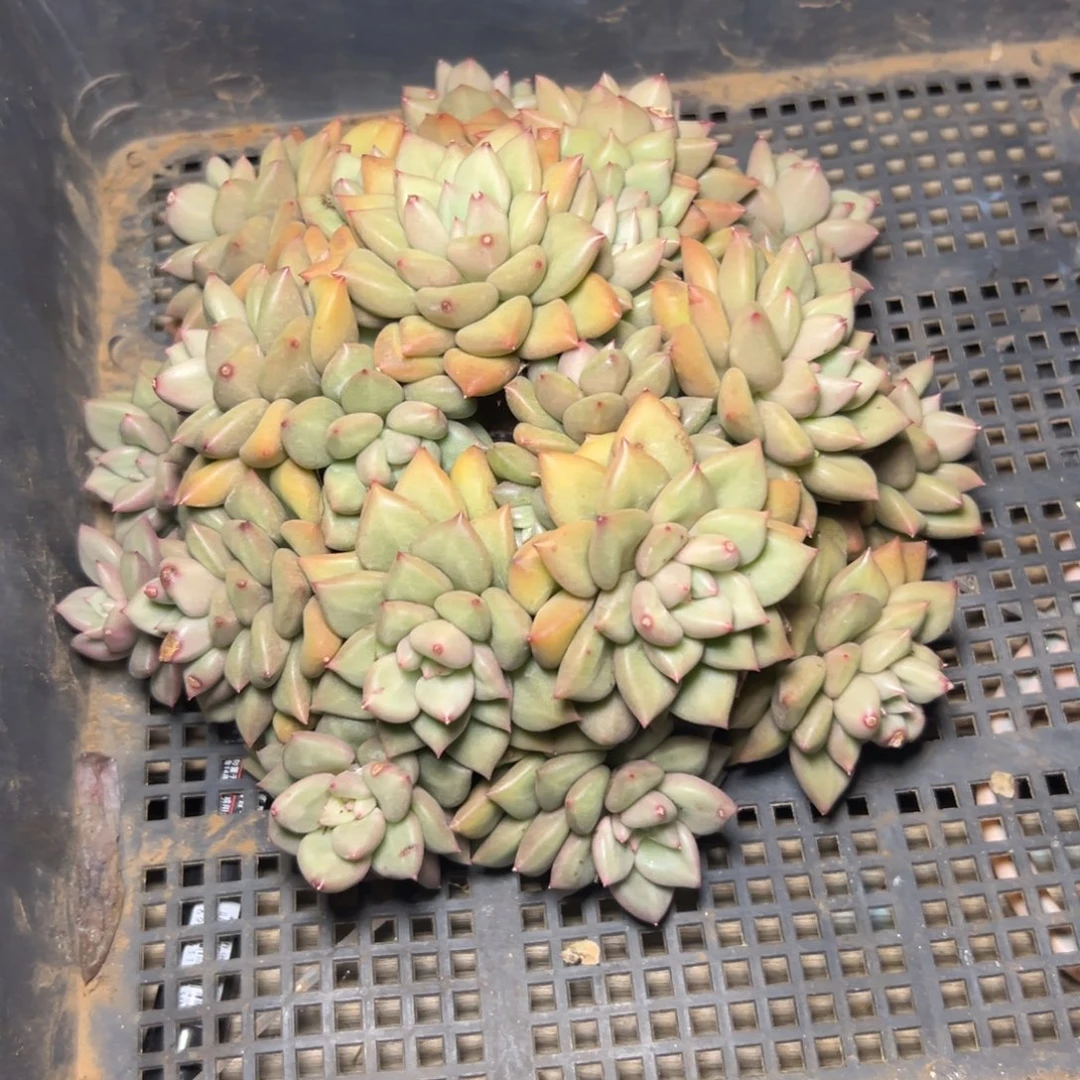 锦***花黄，金，像牙，大群……发货……姐……