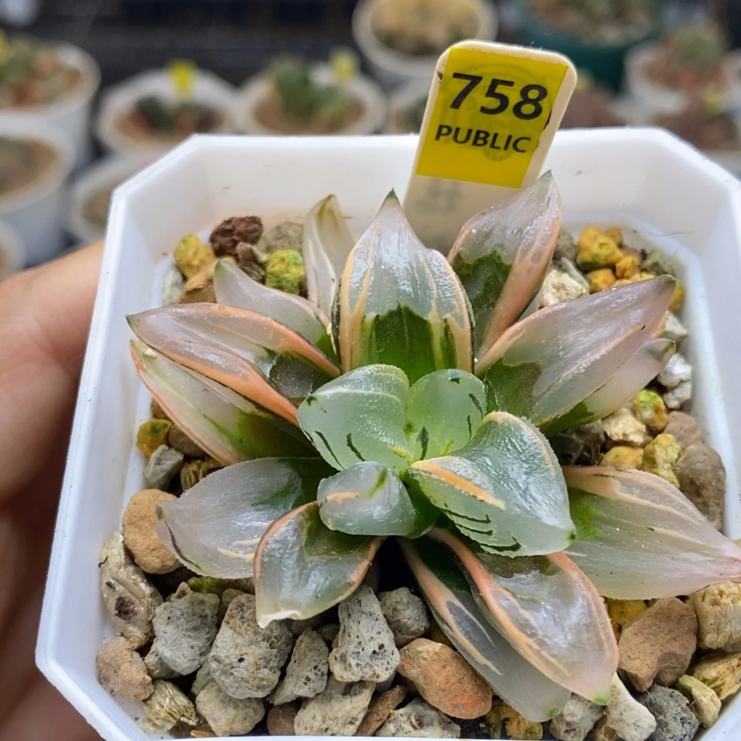 758号西瓜变异锦多肉