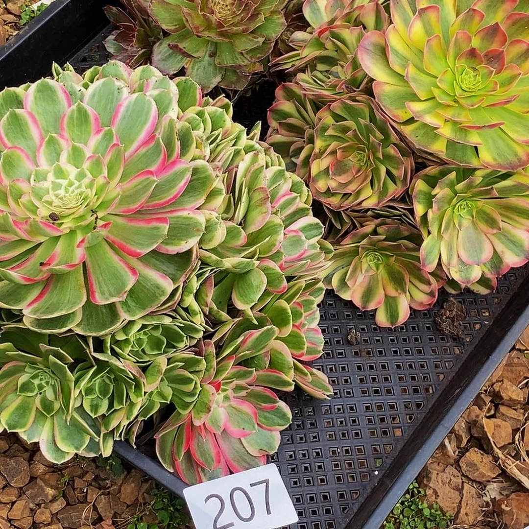 上古园艺多肉植物207