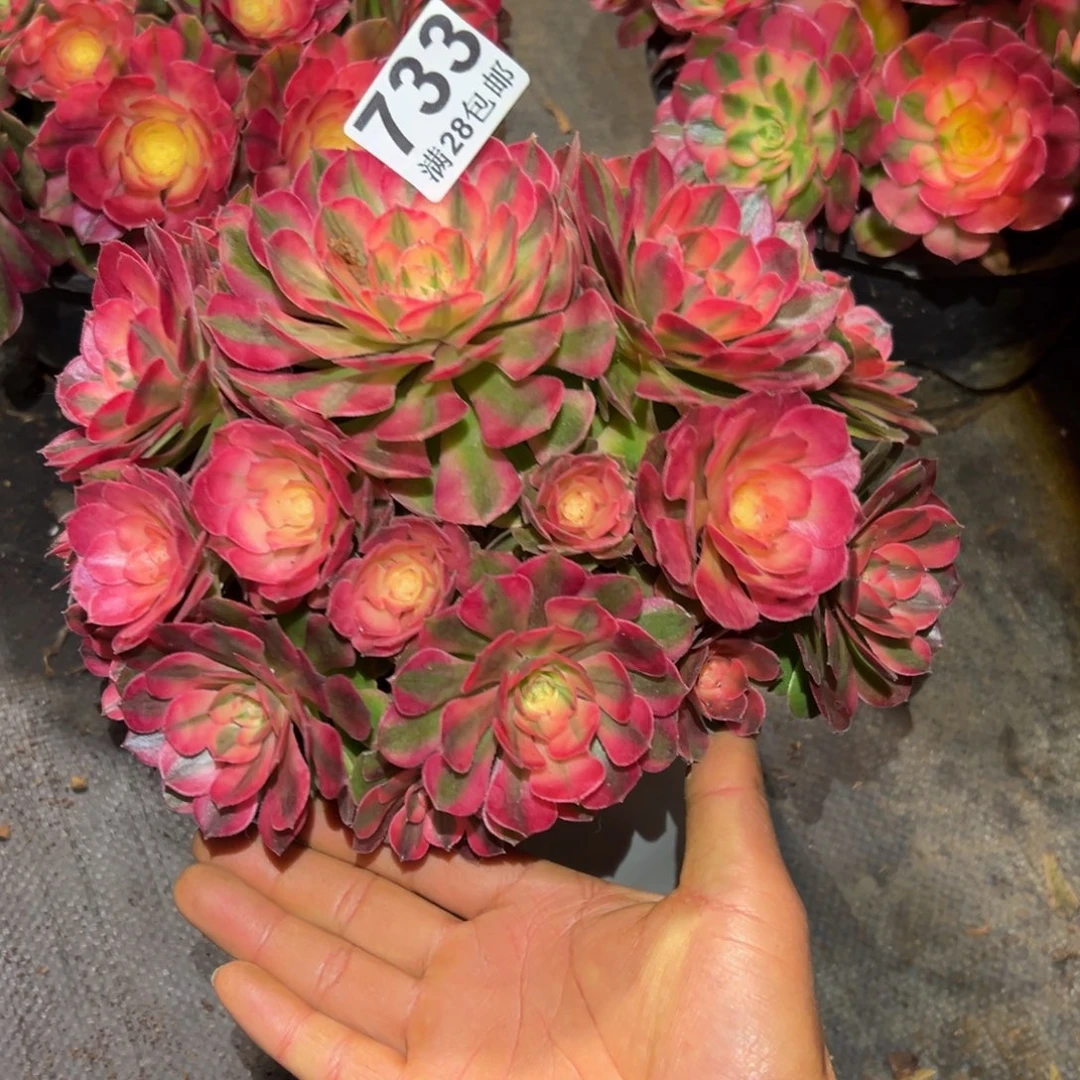 多肉植物733多肉植物