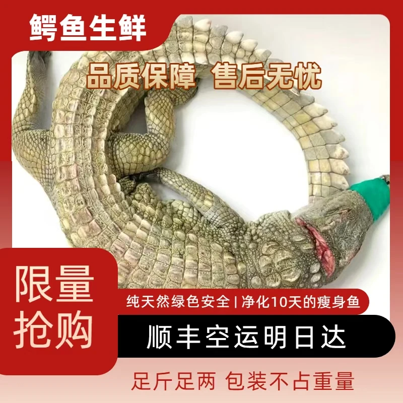 现宰现发整条鳄鱼 顺丰空运 现杀不腥 不柴