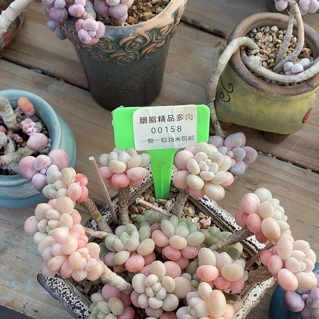 00158册就咯木哦嗯哦哦哦哦