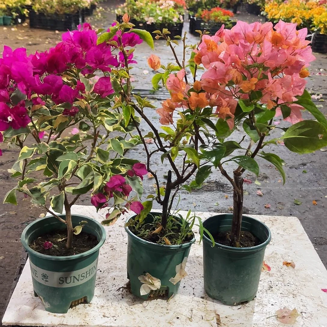 大部分花苞少量开放金边蓝月亮，阿朱娜，波妹