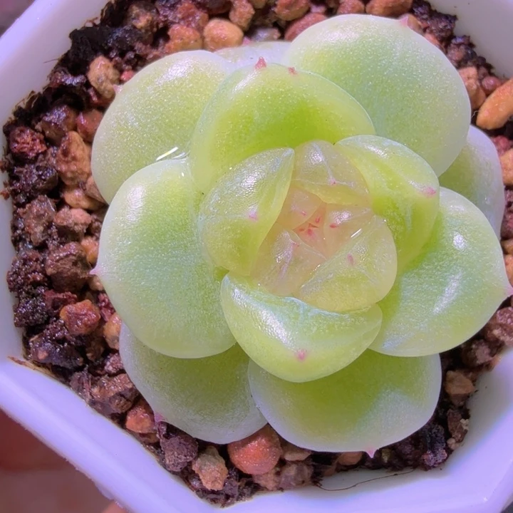 卿***卿F1财富开播福利拉拉