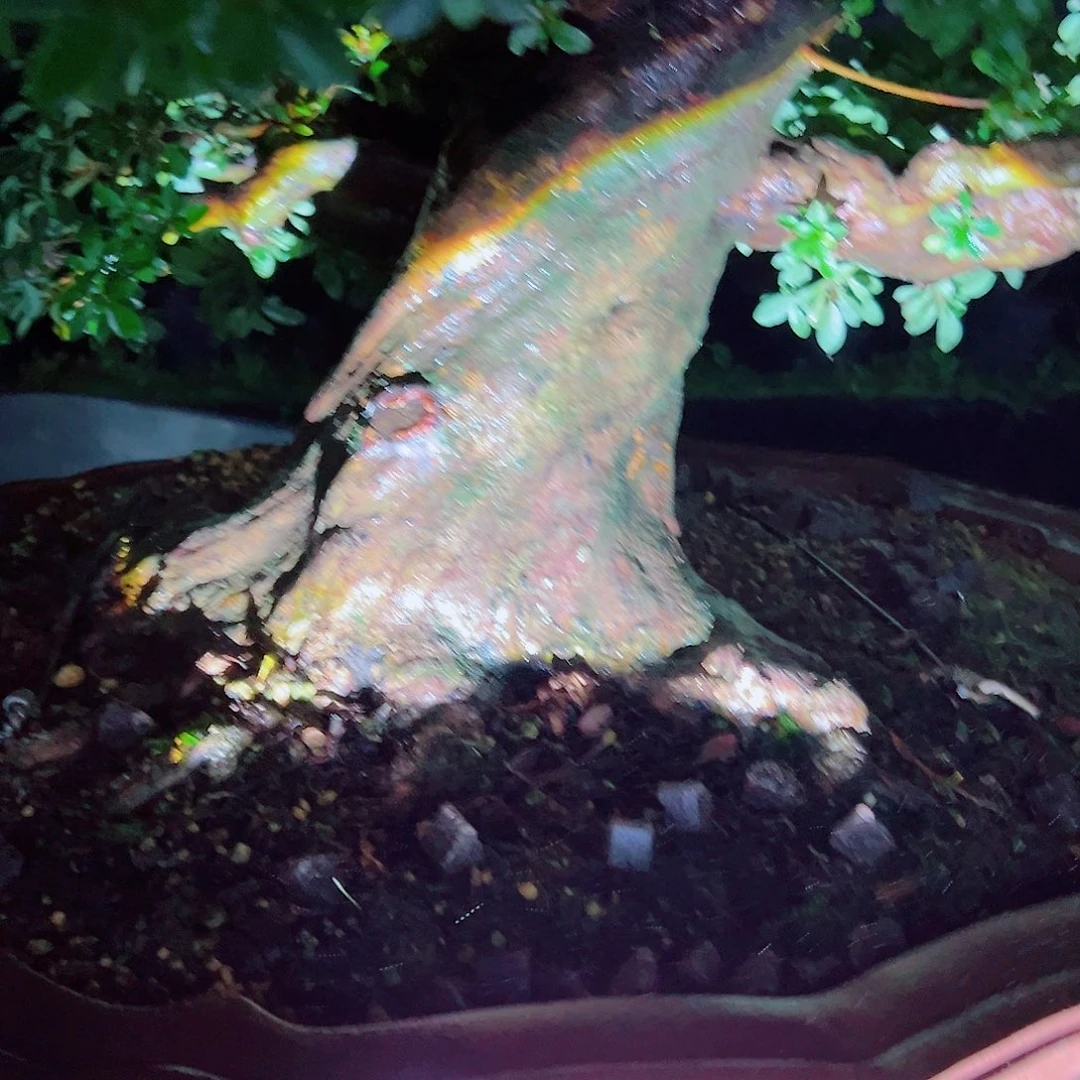 无花朵盆景皋月杜鹃地肥