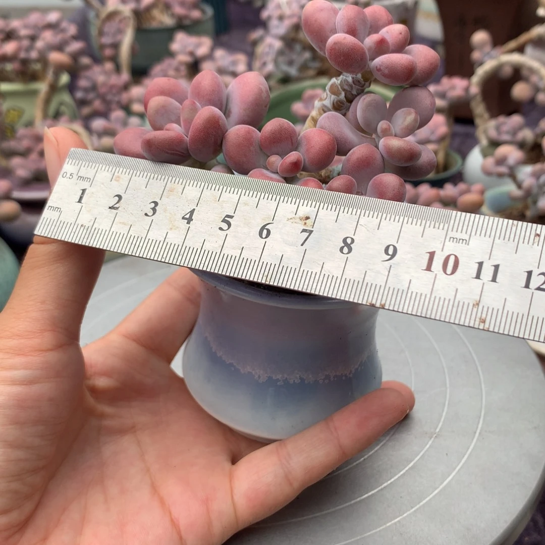 45号带盆偏远不包邮的