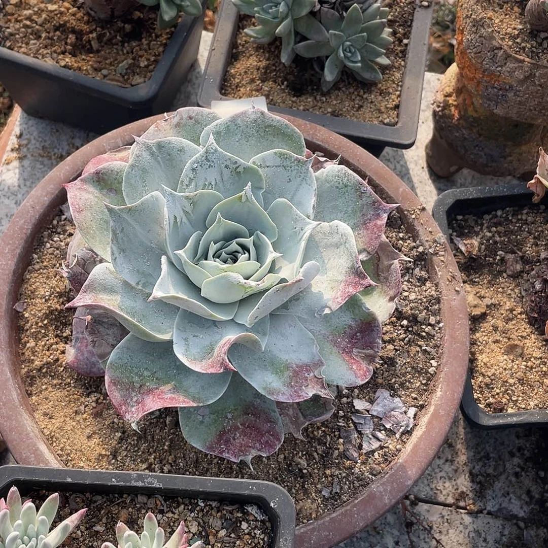 晨溪园艺仙女杯呀