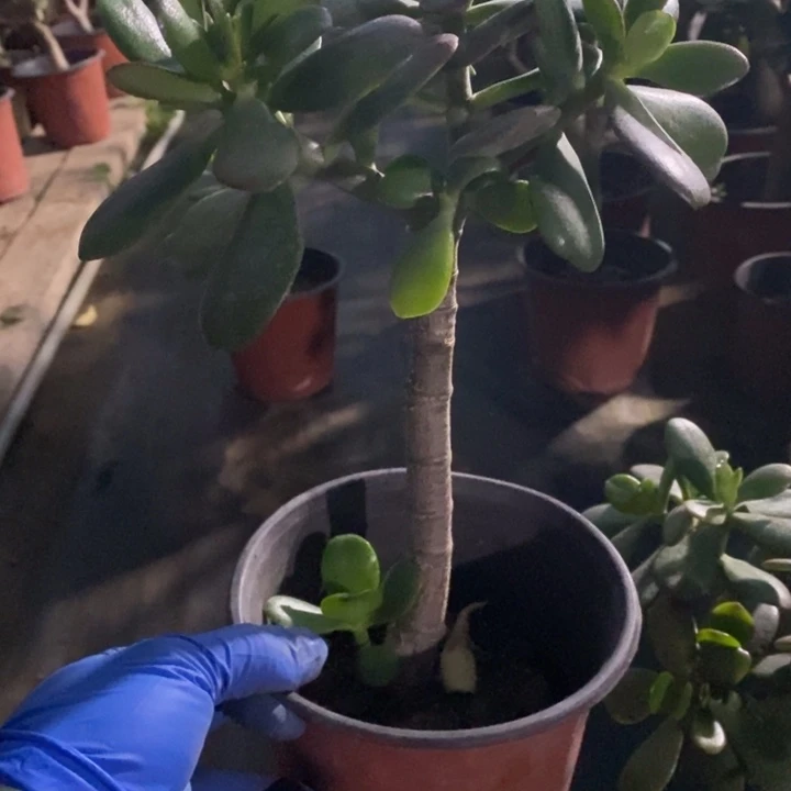 《***》韩国紫叶一物一拍