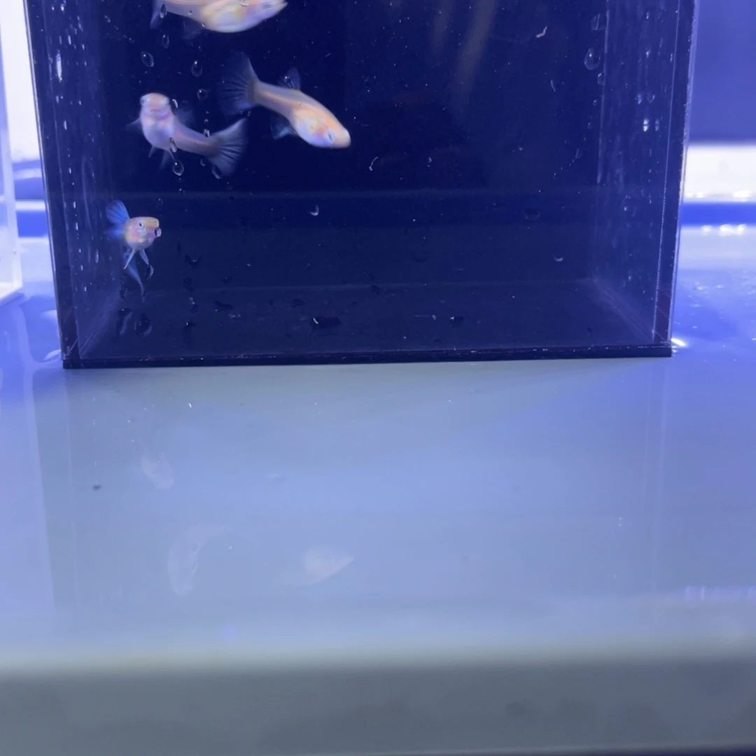 孔雀鱼一公三母黄化蓝开箱视频报损