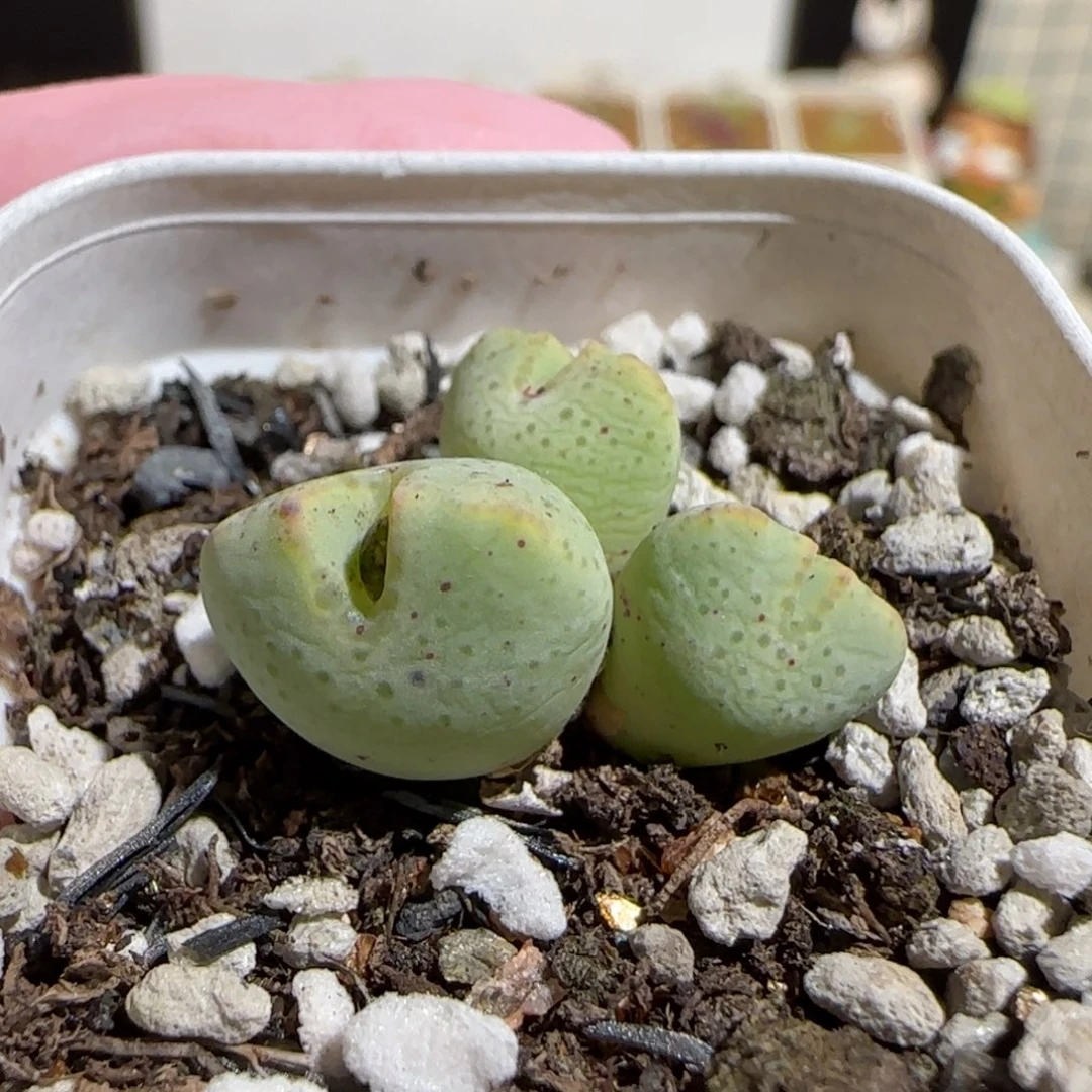 肉锥多肉植物组合-sb2035、122