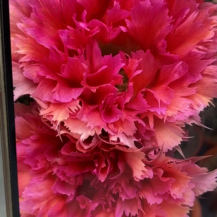 彩草羽毛2号带根5.5公分左右