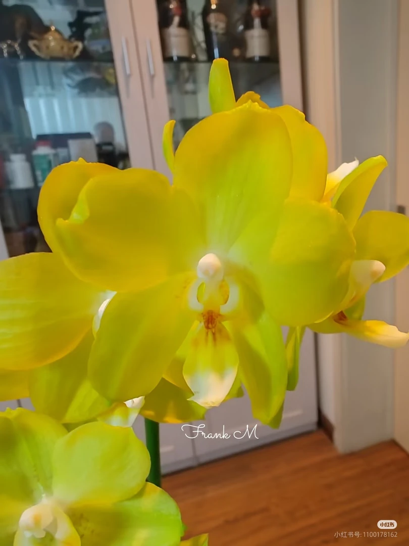 【阳光海岸】蝴蝶兰苗子3.0杯带两个花剑蜡质花淡香型会变异