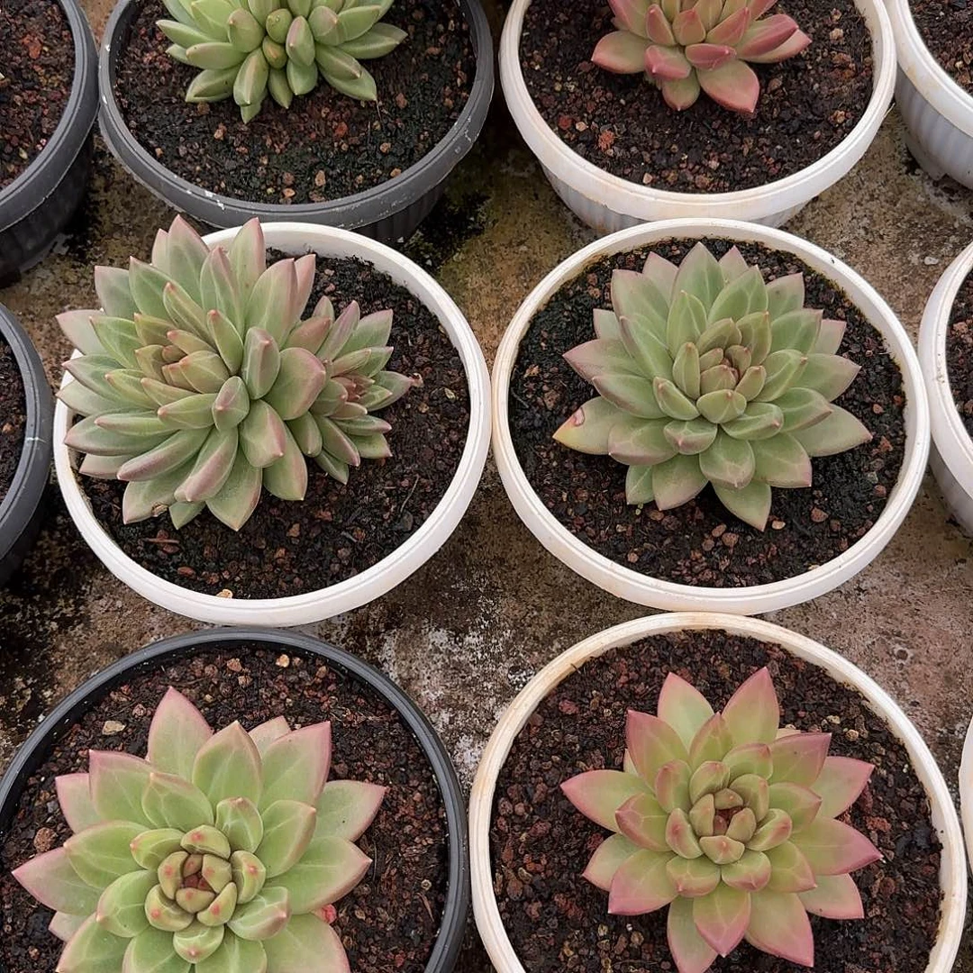 迷雾泡泡单头14公分