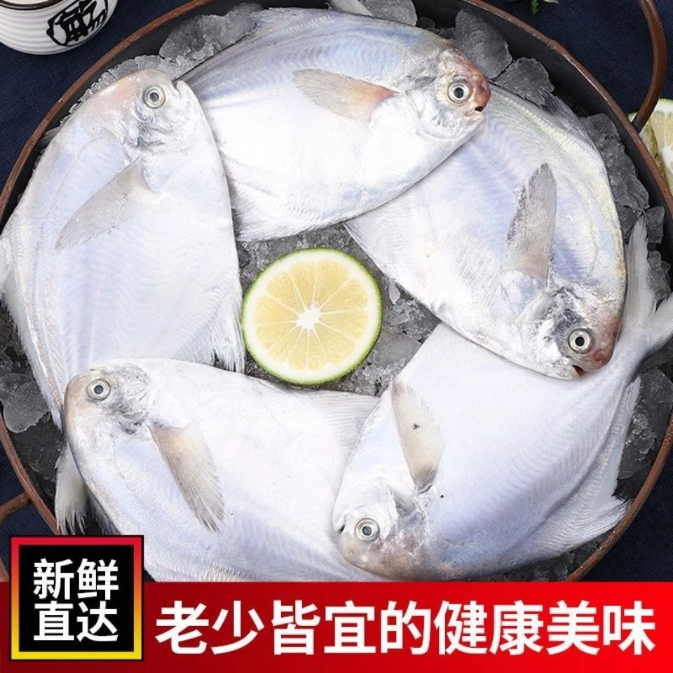 新鲜上岸野生海捕新鲜银鲳鱼速冻顺丰发货一斤5条左右条净重6斤尹