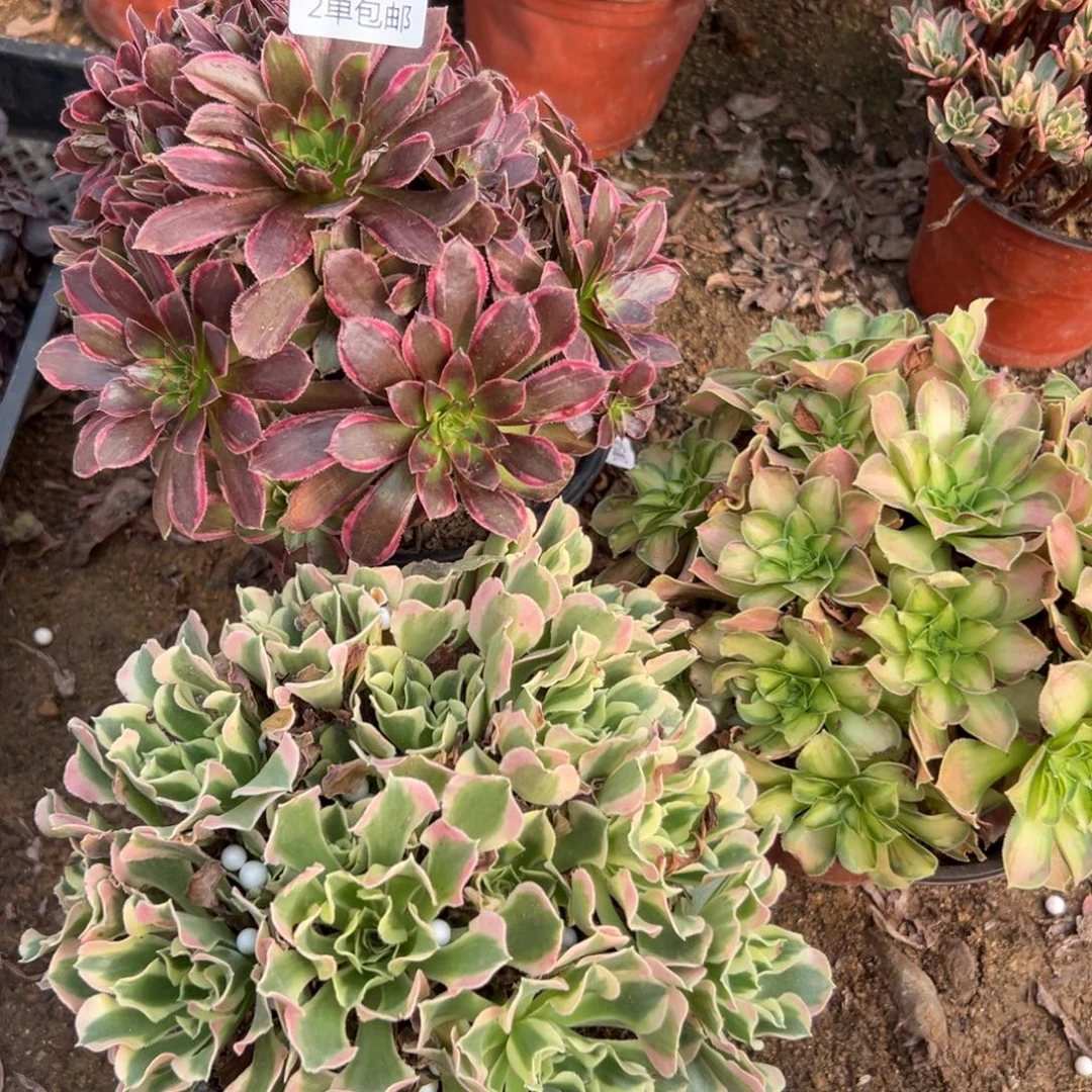 228多肉  3颗不包断头