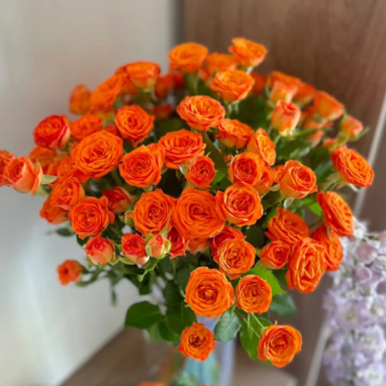 ［橙色芭比］5支