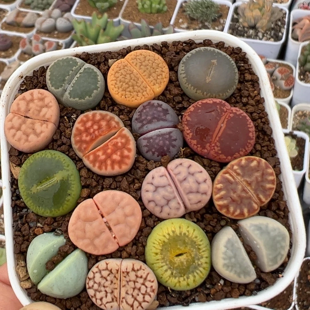 81多肉植物百科植物