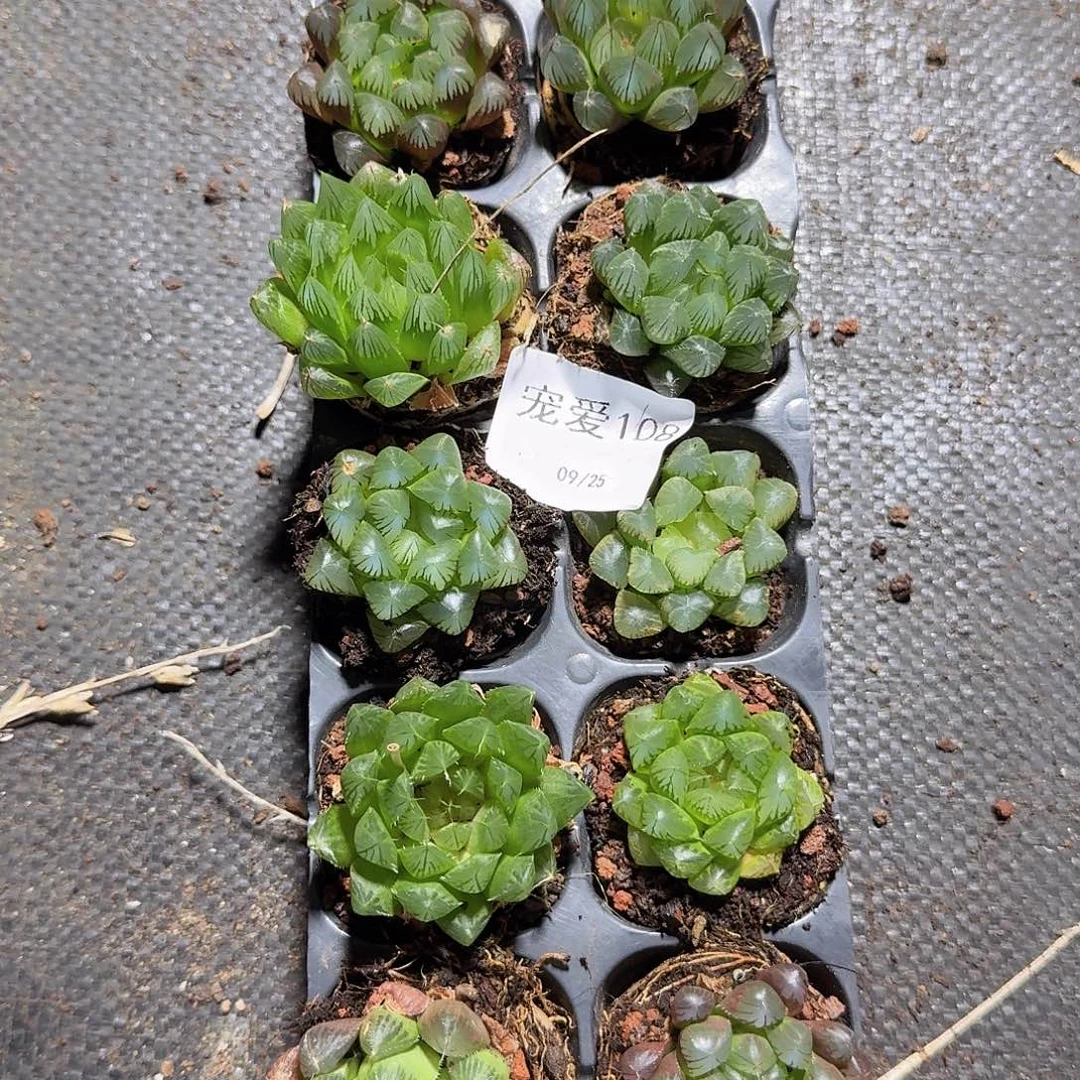 直播福利一物一拍108