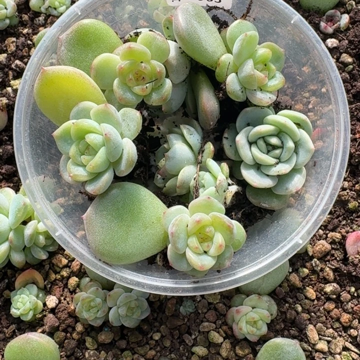 宇***彬063甜心饭盒3000   甜七