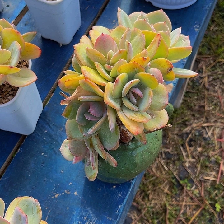 c***y多肉植物白凤朵朵