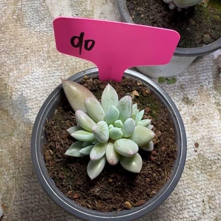 010人鱼公主新号福利价