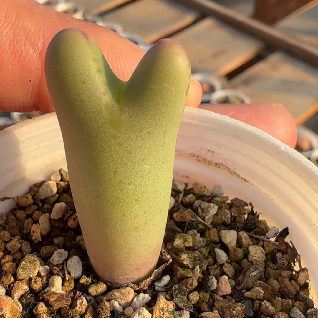 大巨将多肉植物百科