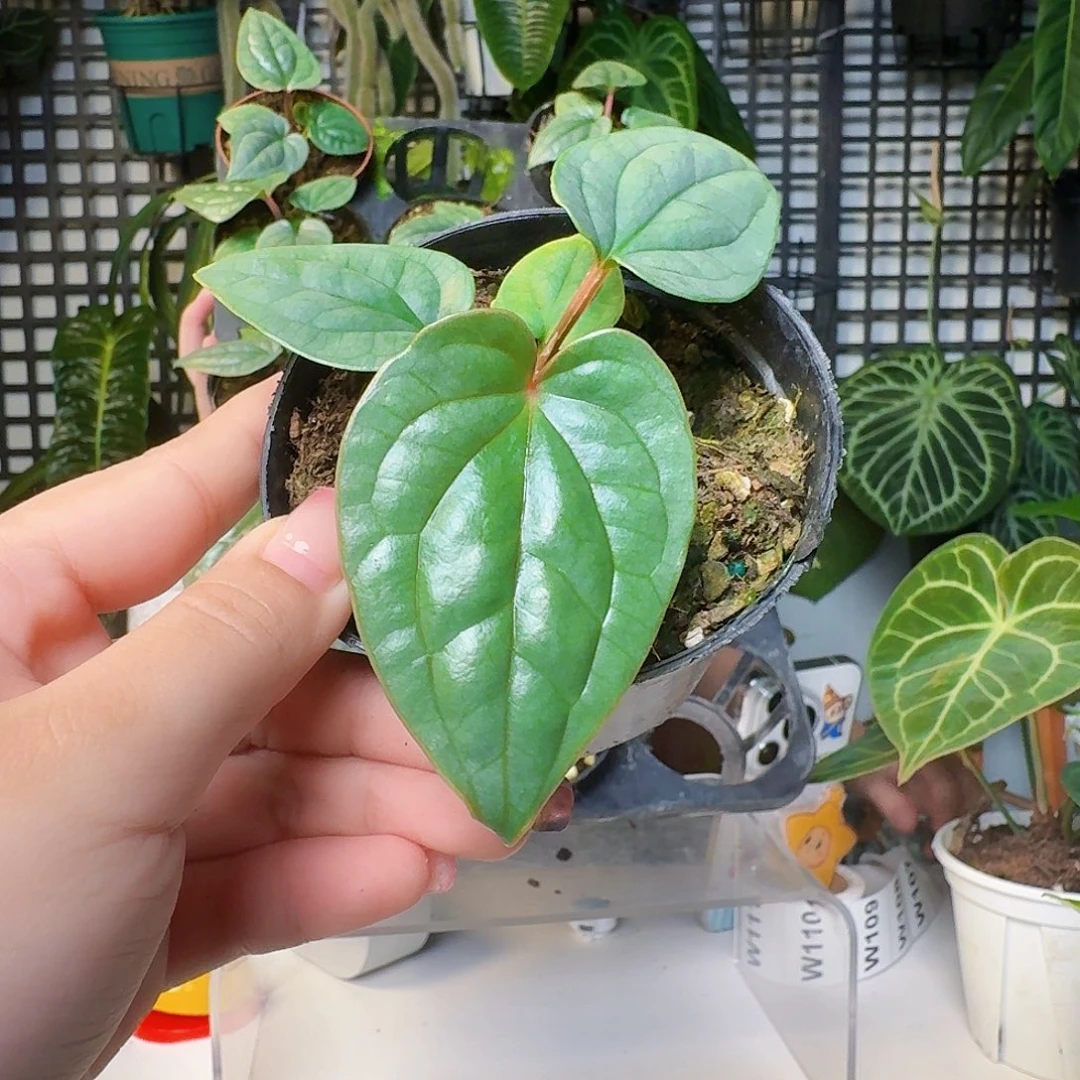 给***光无花朵一物一拍W107
