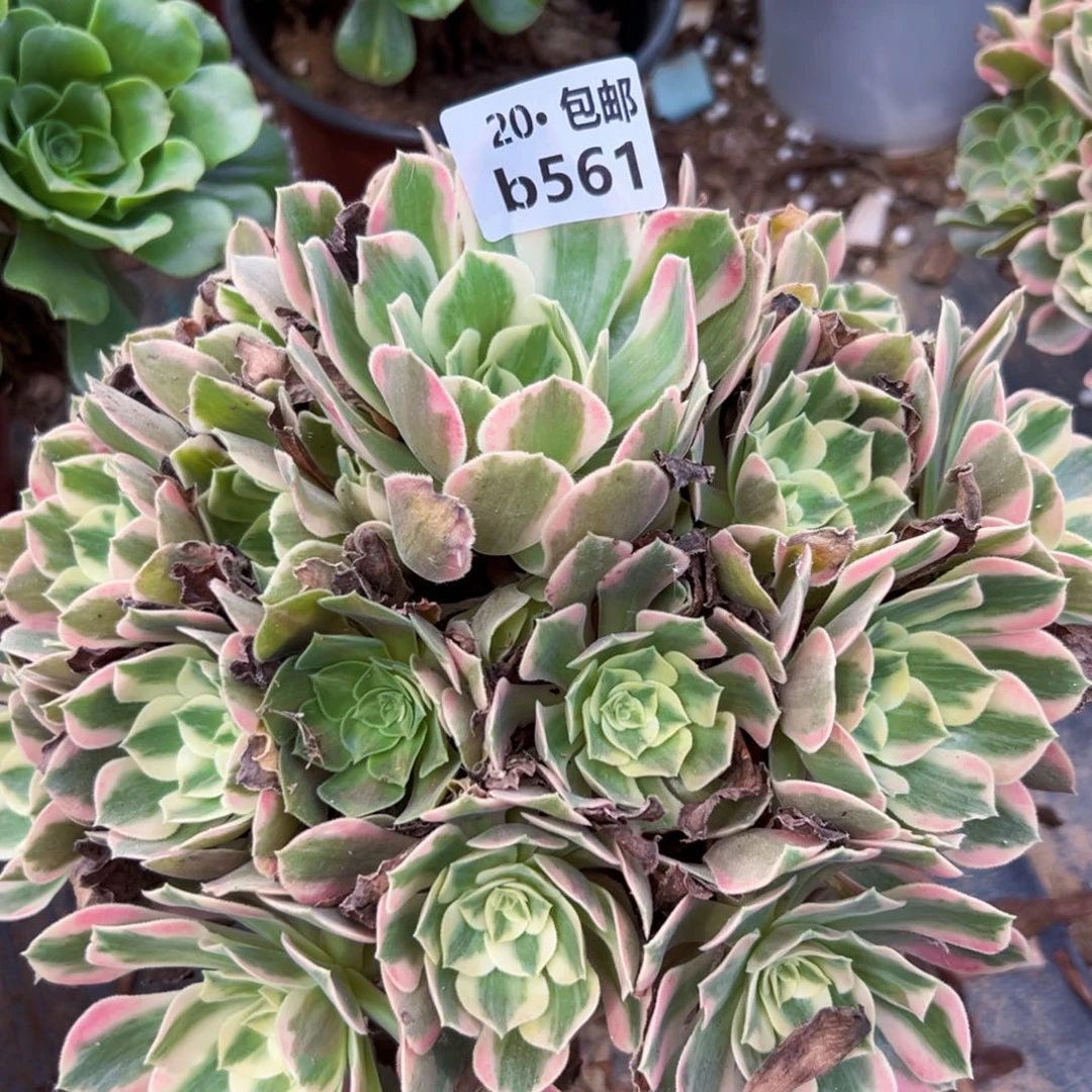 561女妖，多肉法师