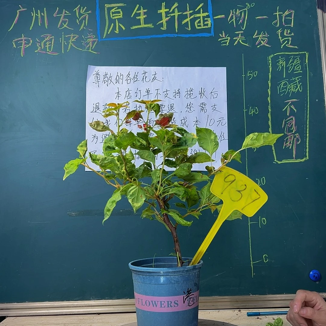 当前无花栽培后可以开花香港丽人 937