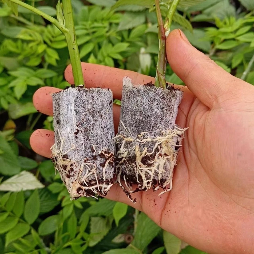 云南新品食用无刺黄泡黑泡无纺布袋苗易养活庭院攀爬植物当年结果