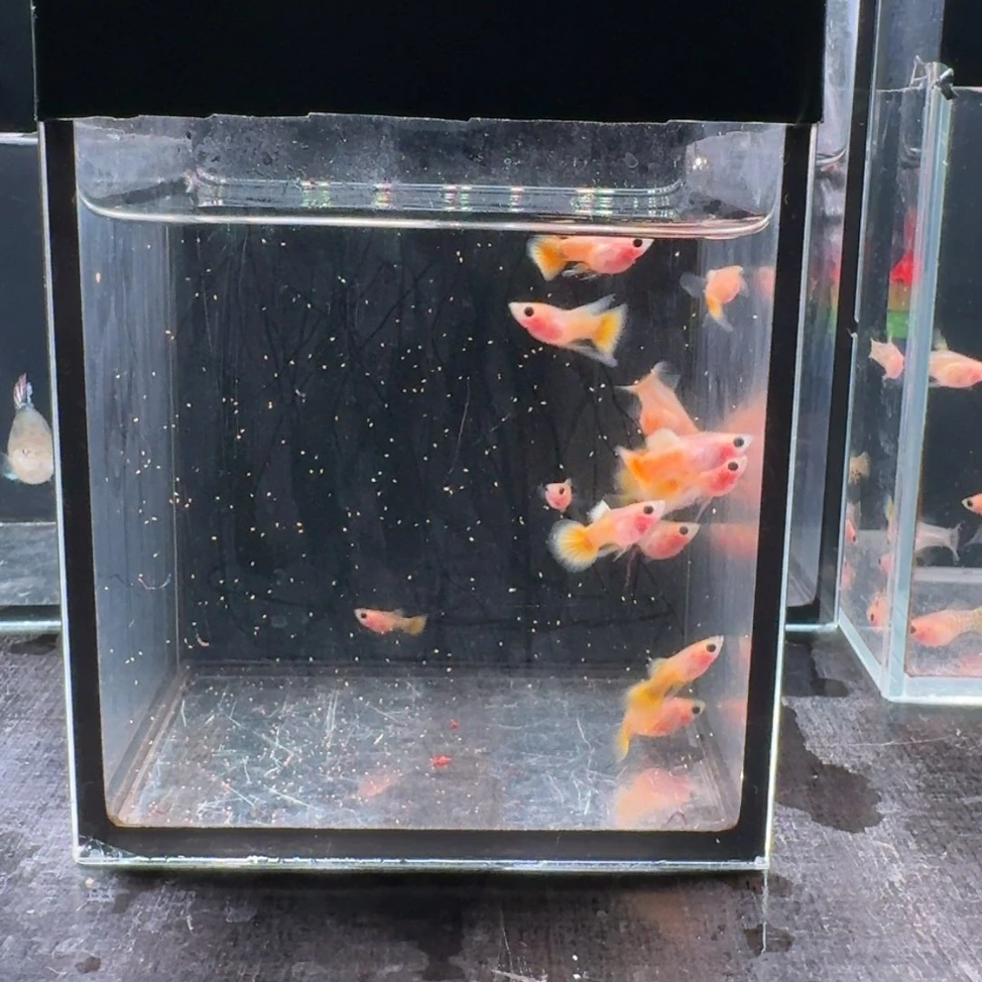 孔雀鱼清缸品相黄金15条