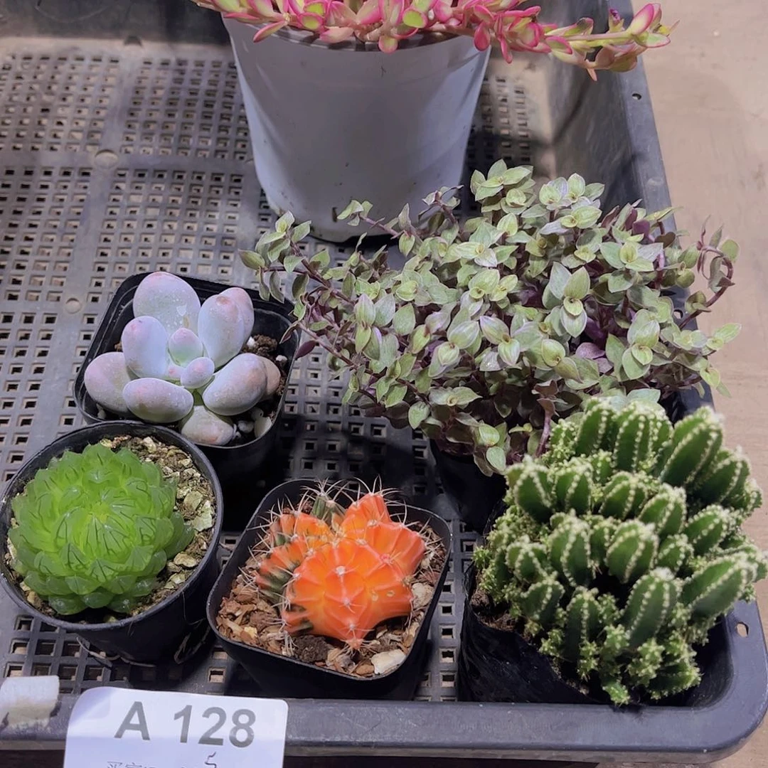 多肉128多肉植物1