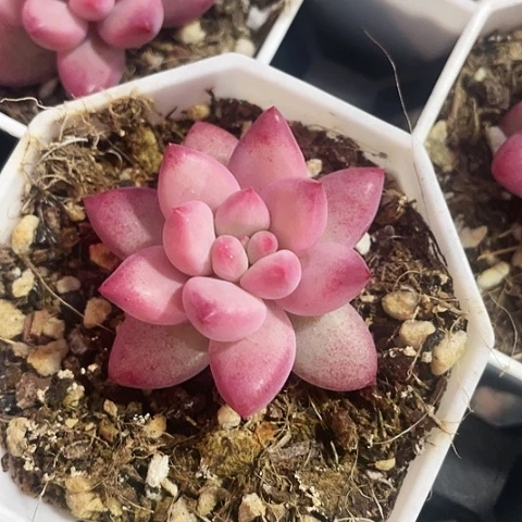 金鱼姬9.9一盆888888