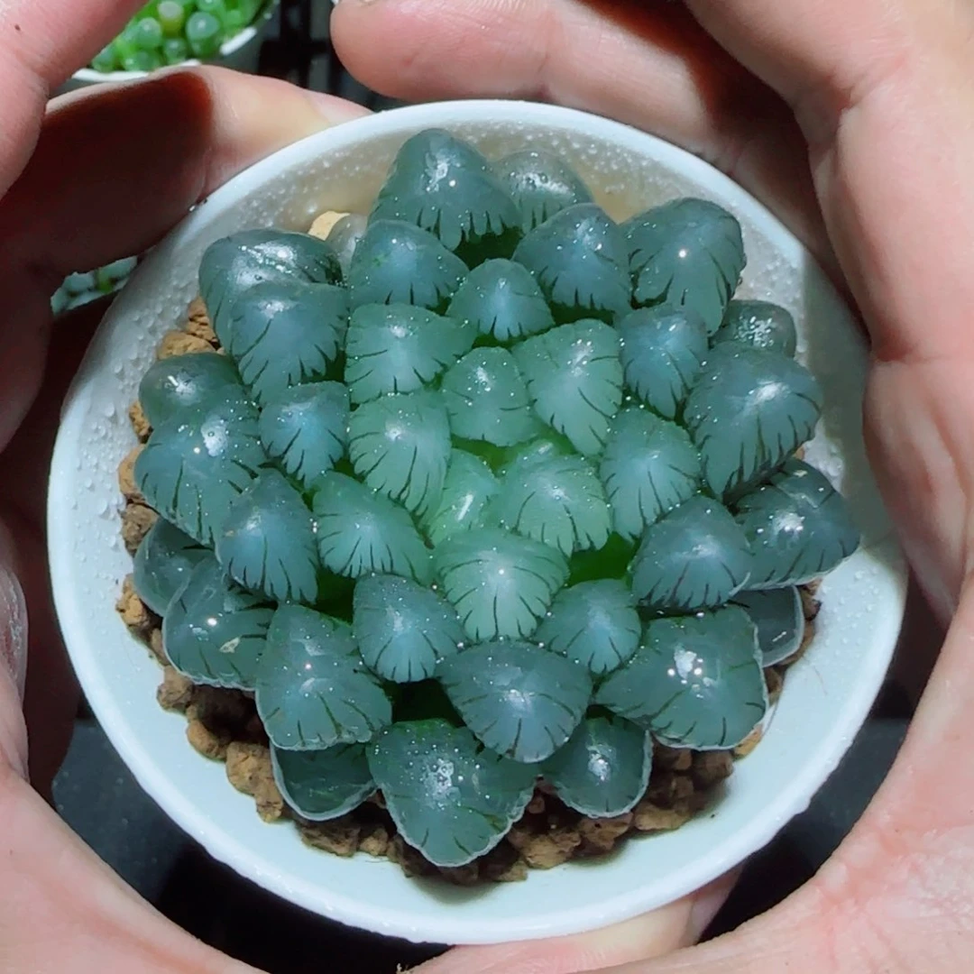 大母本冰灯多肉