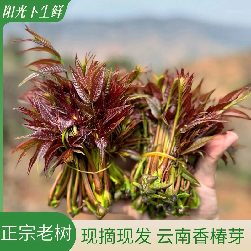 【顺丰头茬】2025云南头茬老品种香椿芽新鲜现摘当季小红椿新鲜嫩芽