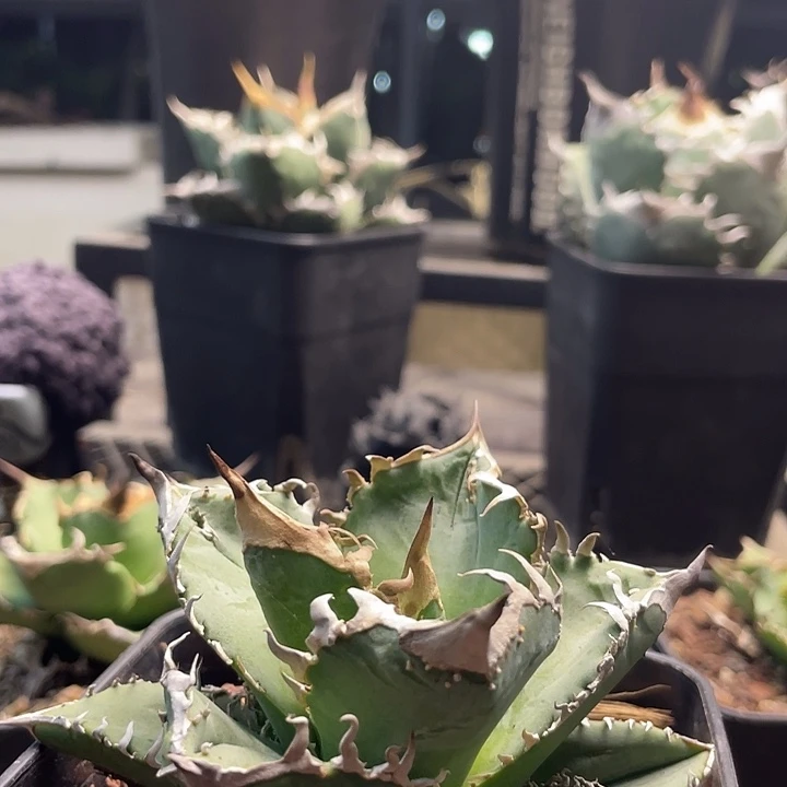 皇冠88888888888888