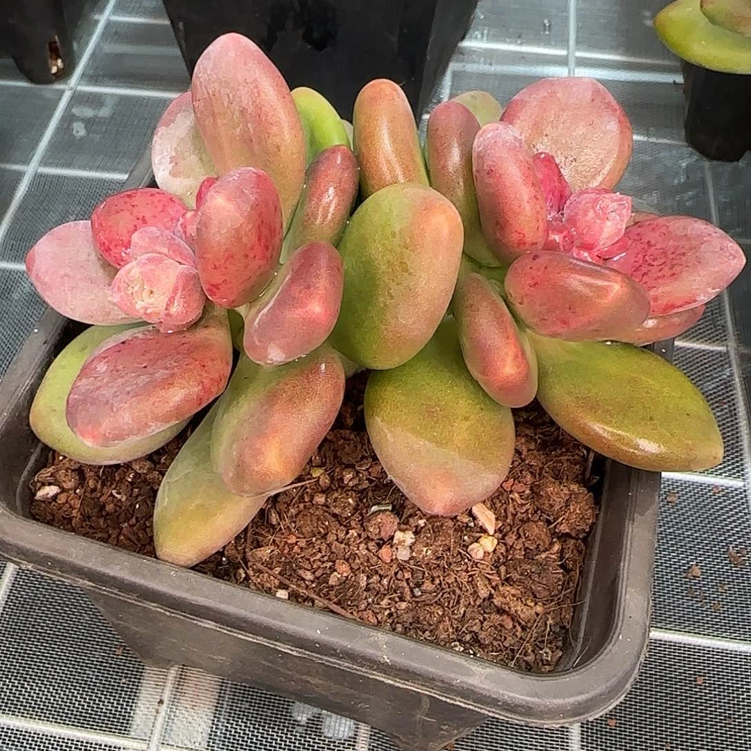 从前慢花园精选0127-芒果奶