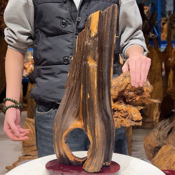 松木（琥珀木）闽**长