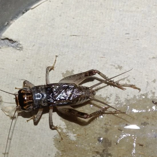 坤园份房蟋蟀蛐蛐