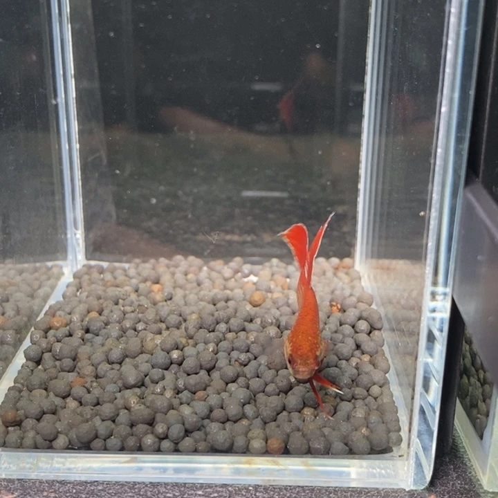 斗鱼泰国斗鱼46号