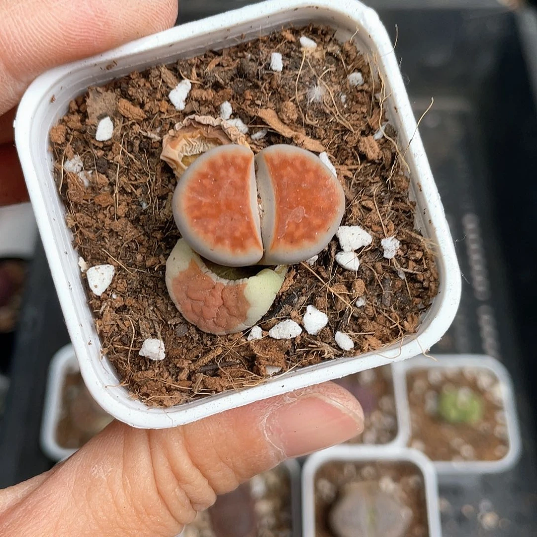 ヅ*饭1977大棚清仓甩卖了