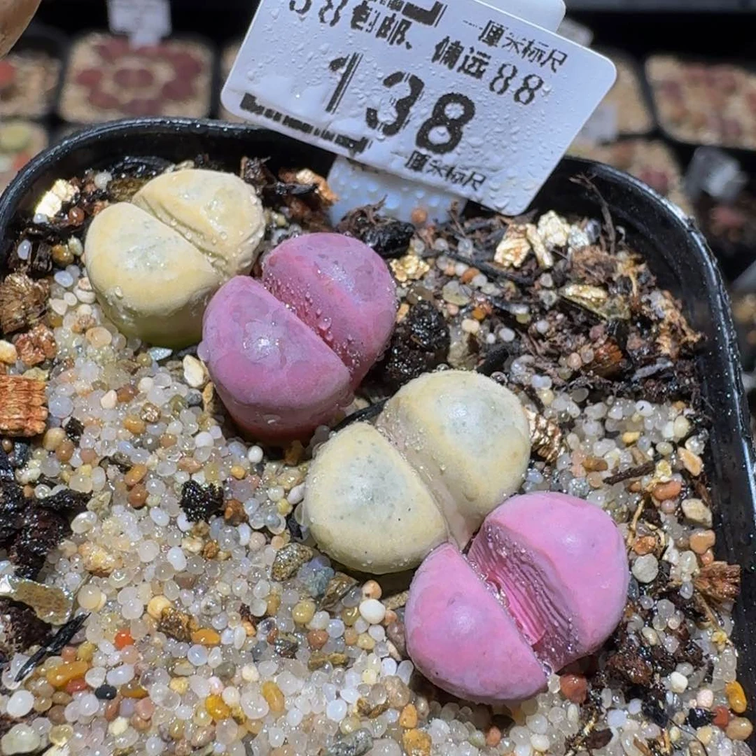 Sssss精品生石花138