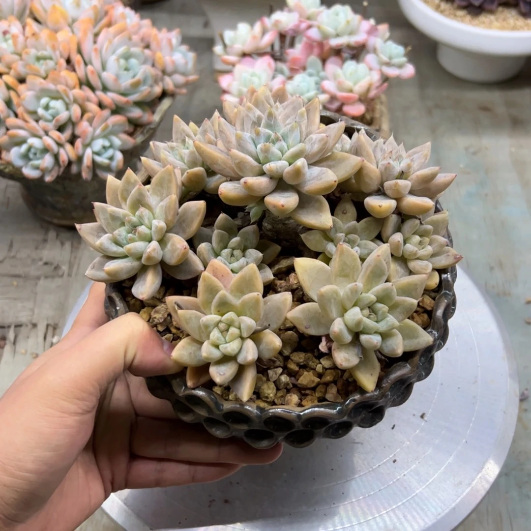 多肉58 零零多肉植物