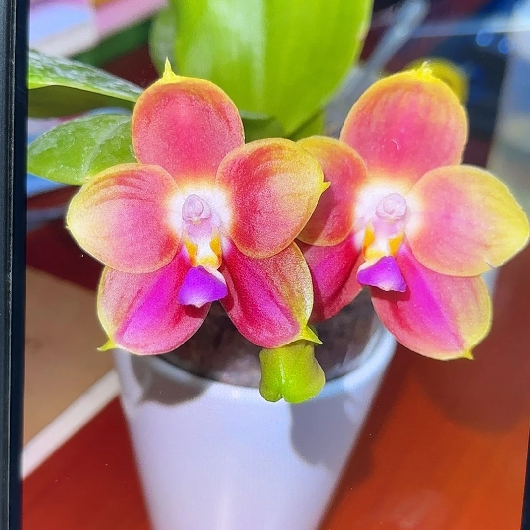 当前无花栽培后可以开花橘色金丝雀