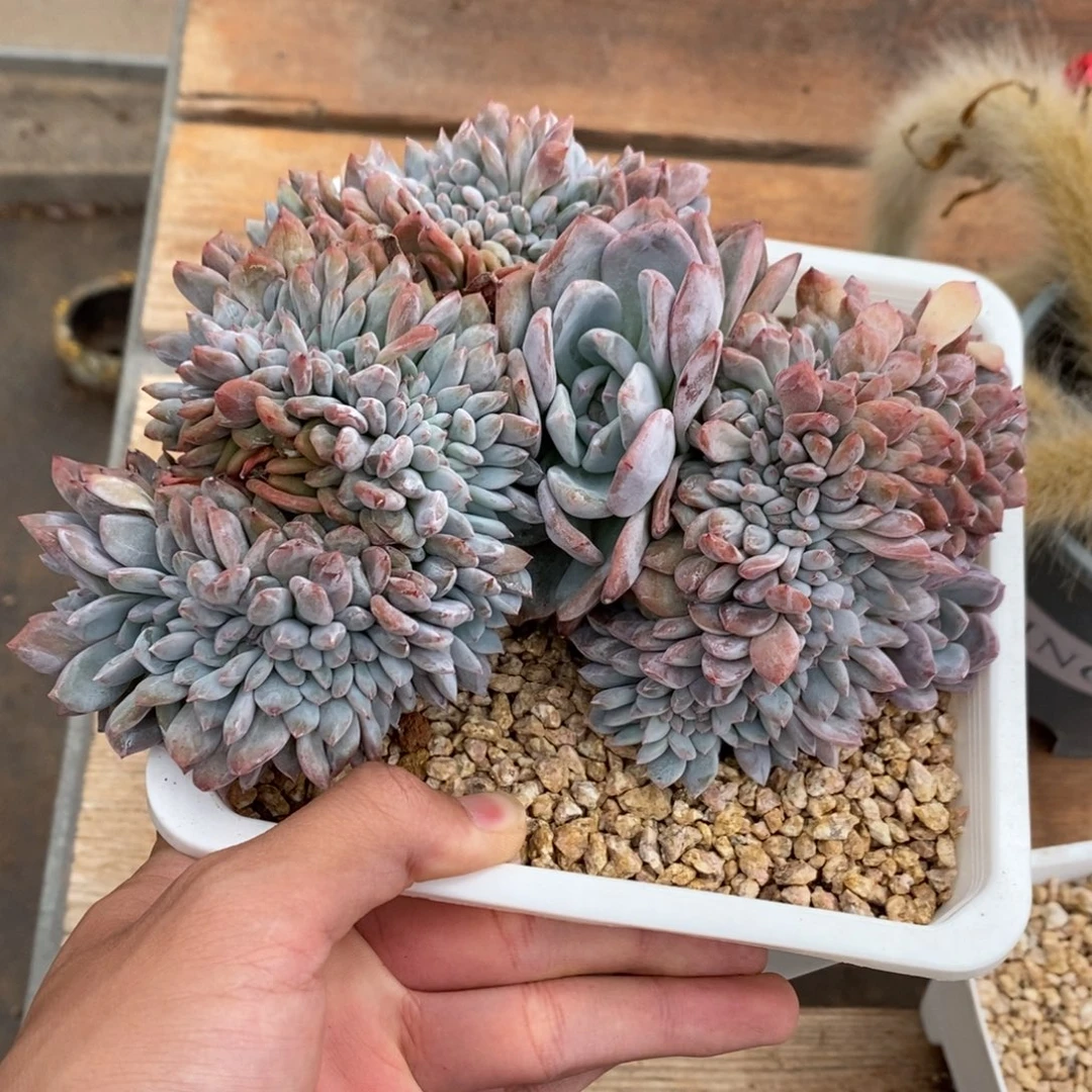 星影缀多肉植物8548